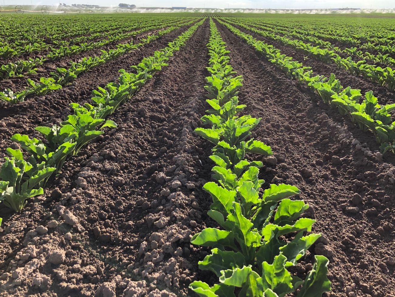 Young green rows in a field under a clear sky