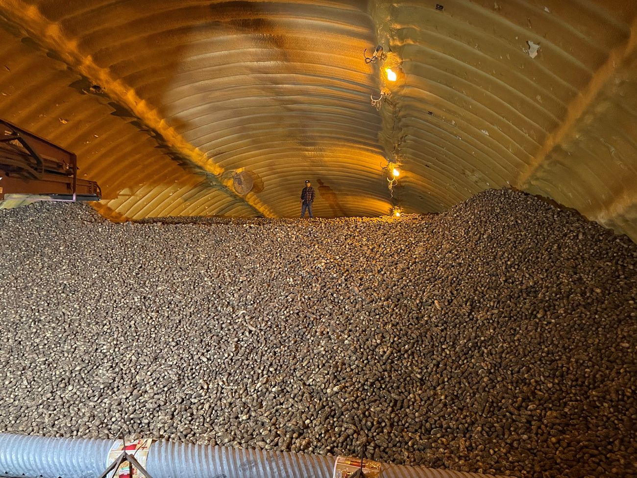 A large pile of potatoes inside an arched storage shed