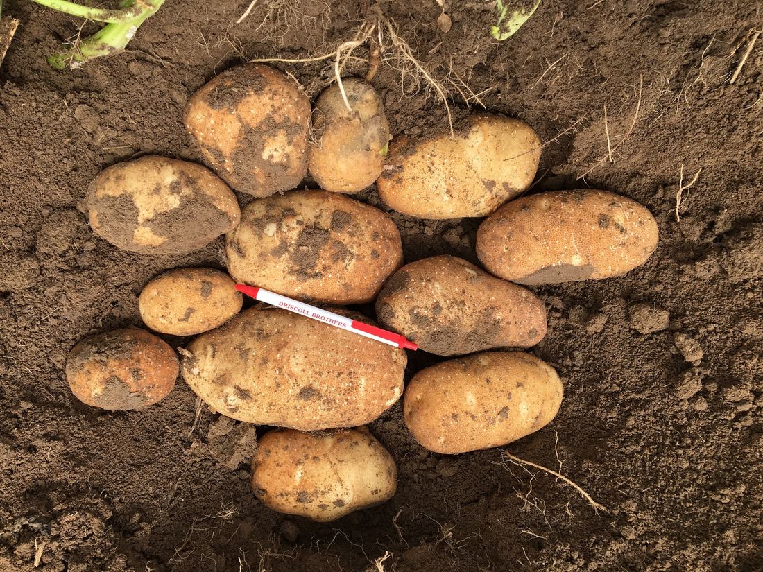 Freshly dug potatoes on the soil beside a red pen