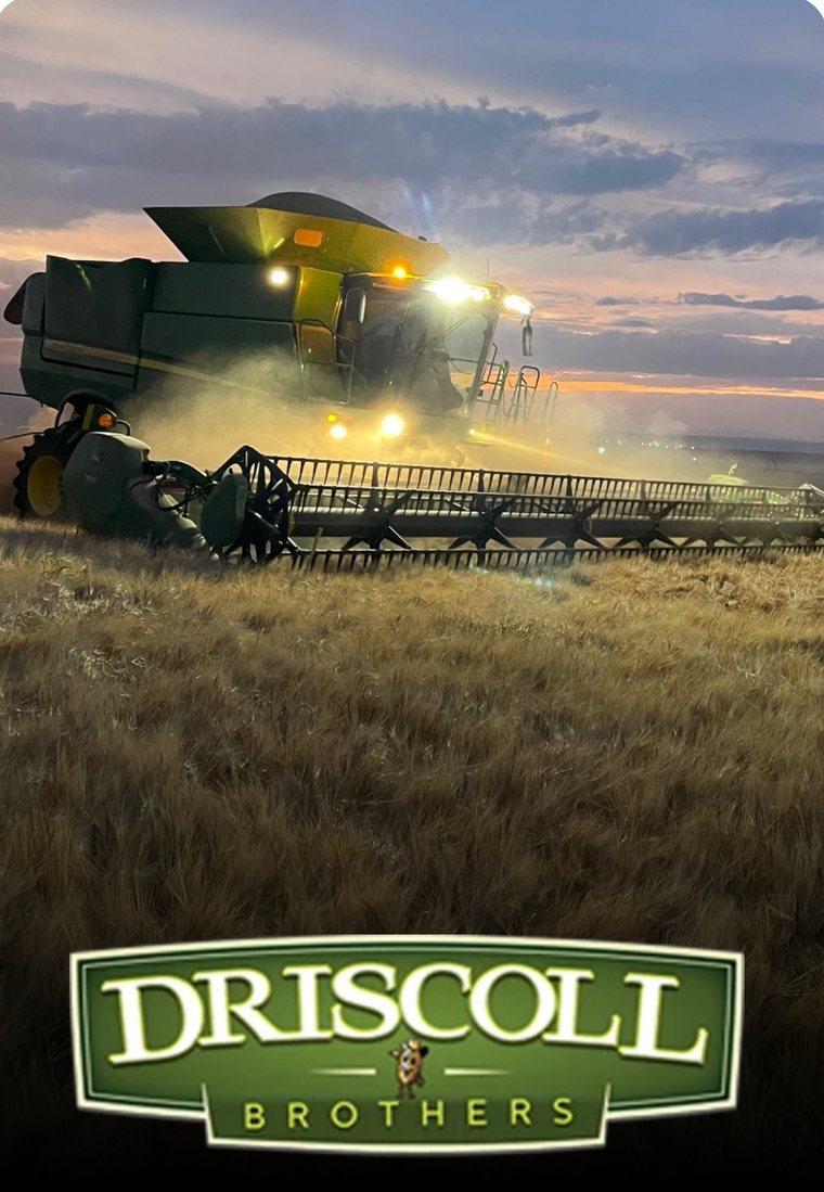 A combine harvesting grain at dusk