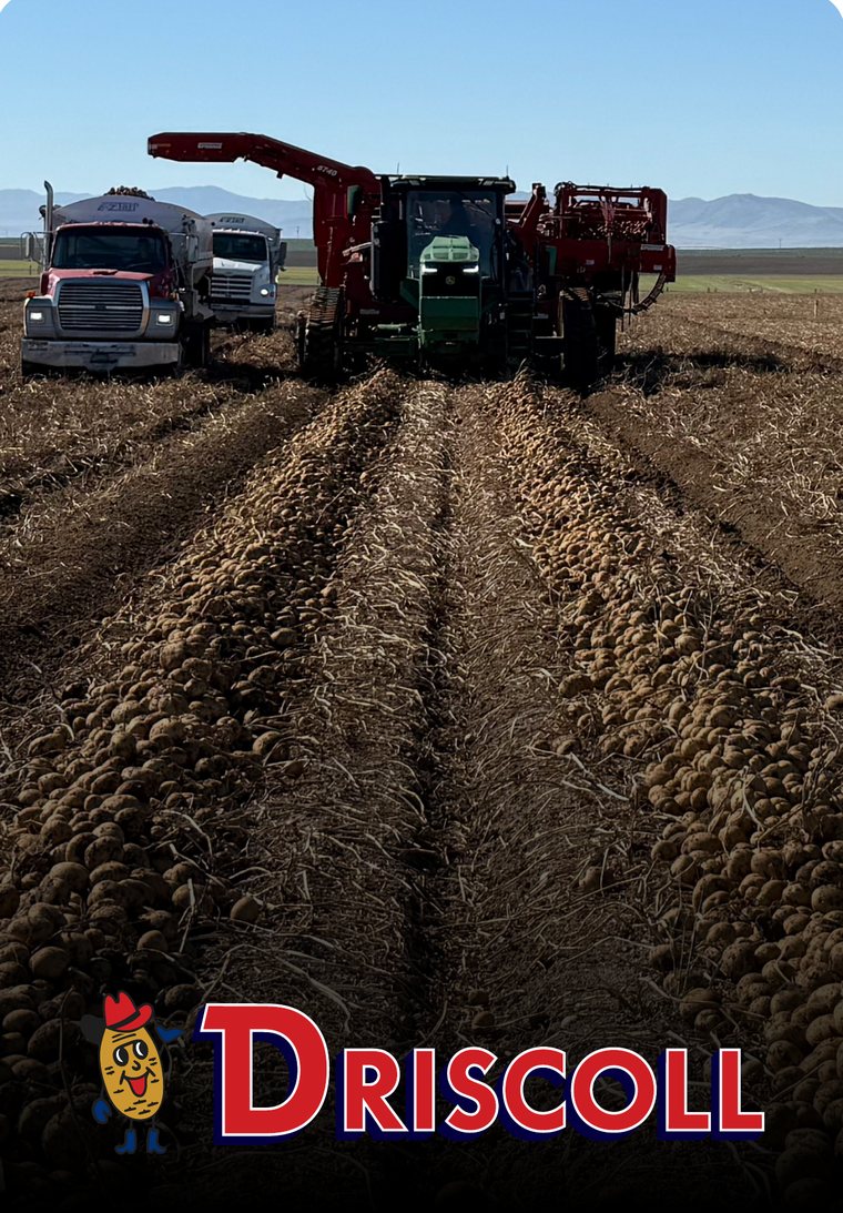 A potato harvester and trucks working a furrowed field