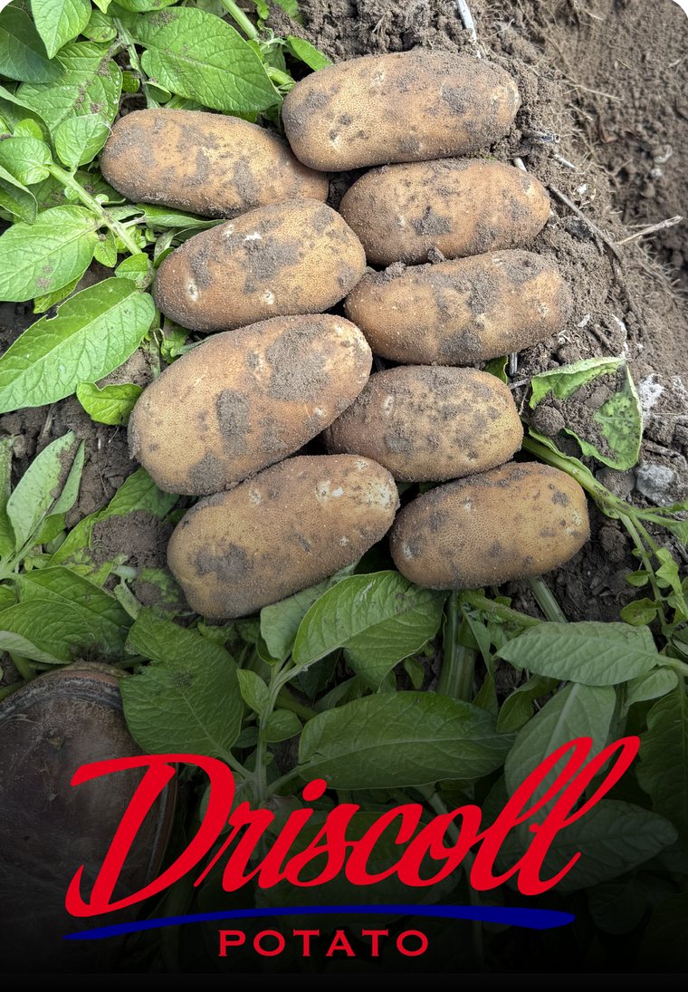 Freshly dug potatoes resting on green potato vines