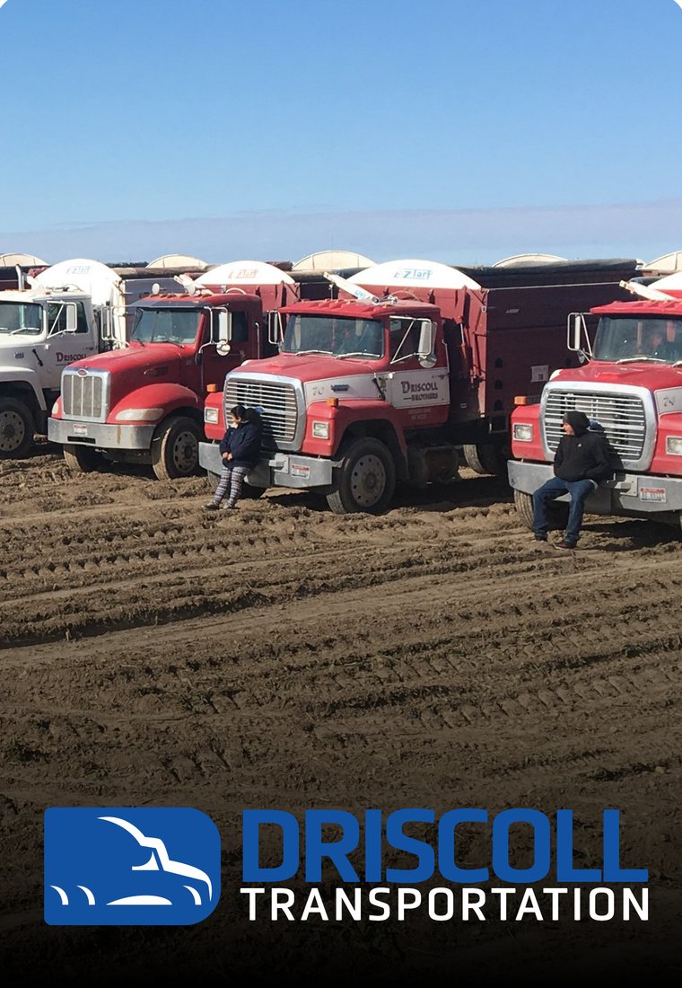 A row of red Driscoll trucks parked in a field