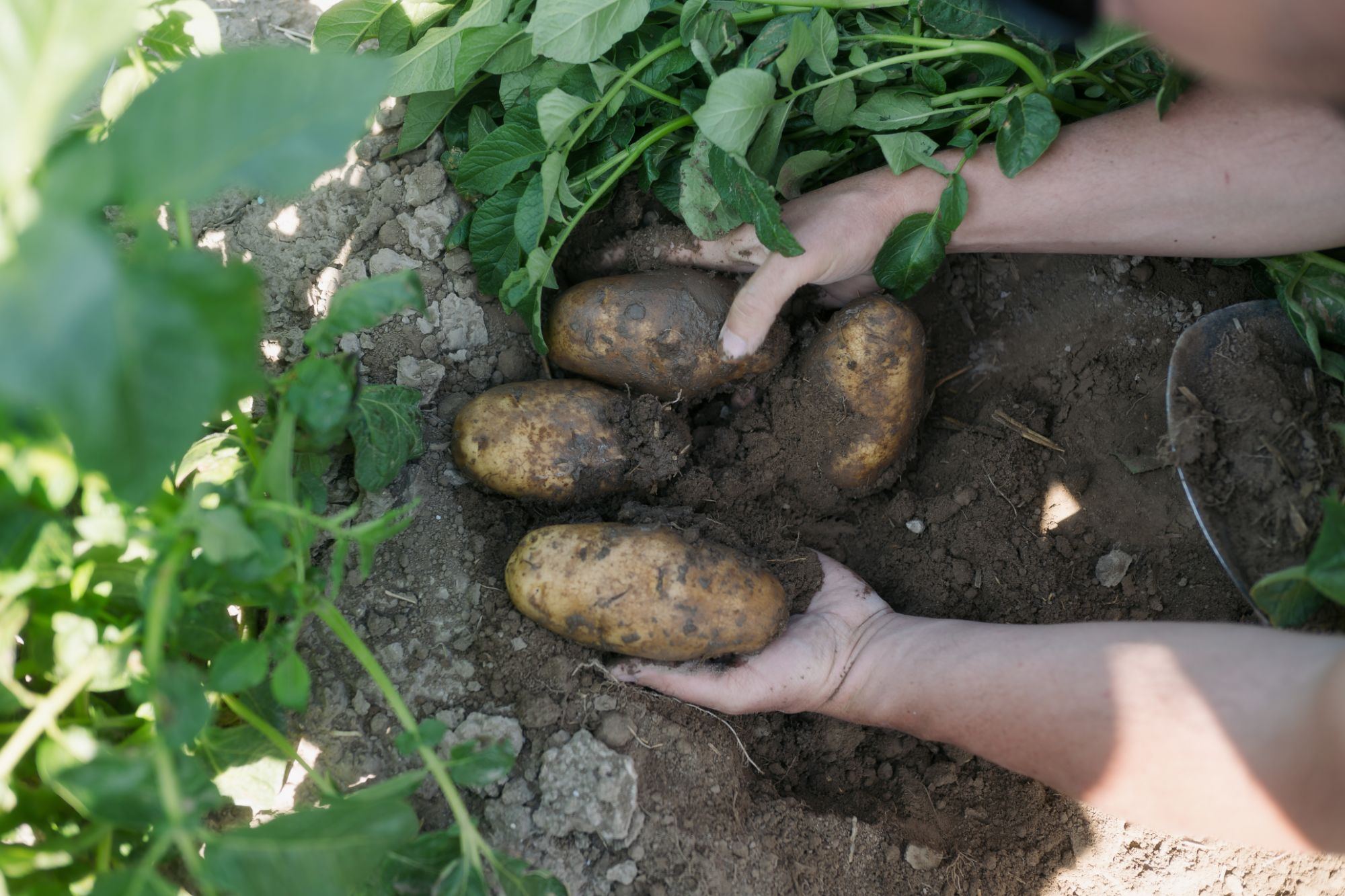 Hands lifting freshly dug potatoes from the soil beneath green potato vines