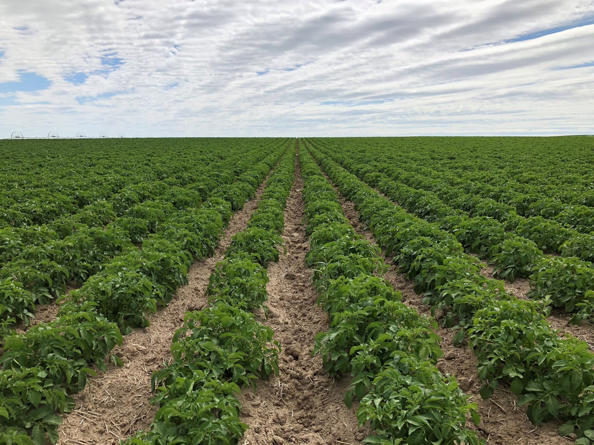 Rows of green potato plants running toward the horizon